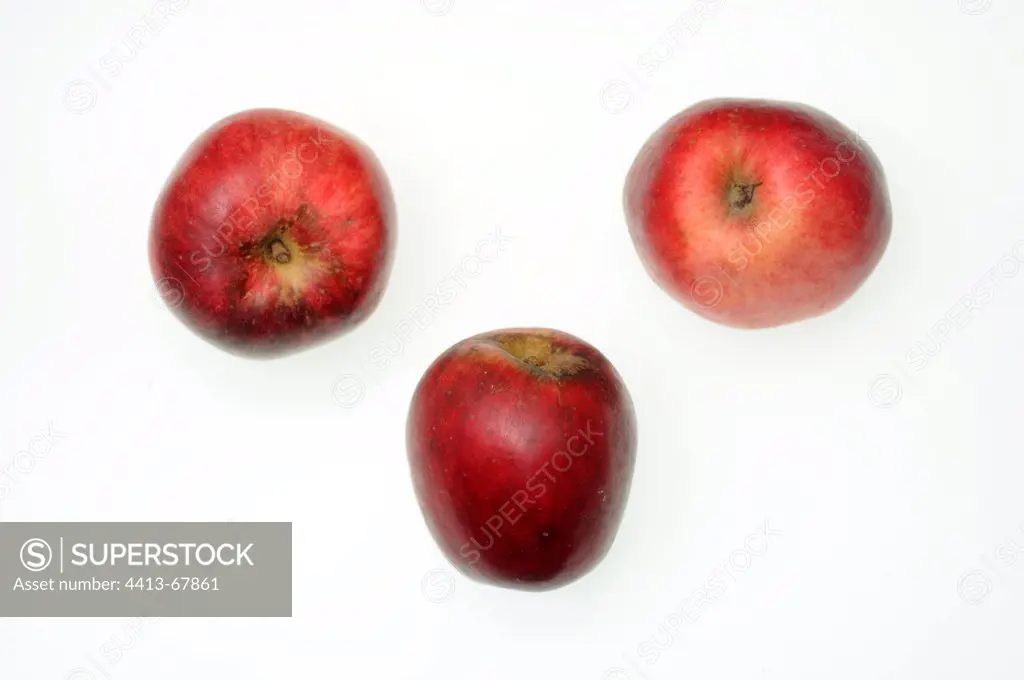 Apples 'Boroillotte ou 'Belle de Valentigney' Montbéliard