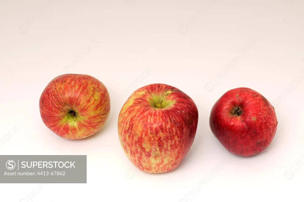 Apples 'Carolina' in autumn