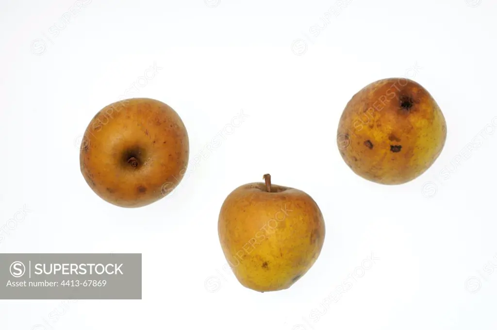 Apples 'Reinette citron' Franche-Comté