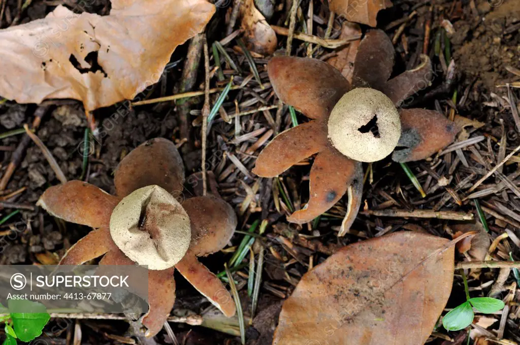 Flask Earthstar in August in the forest