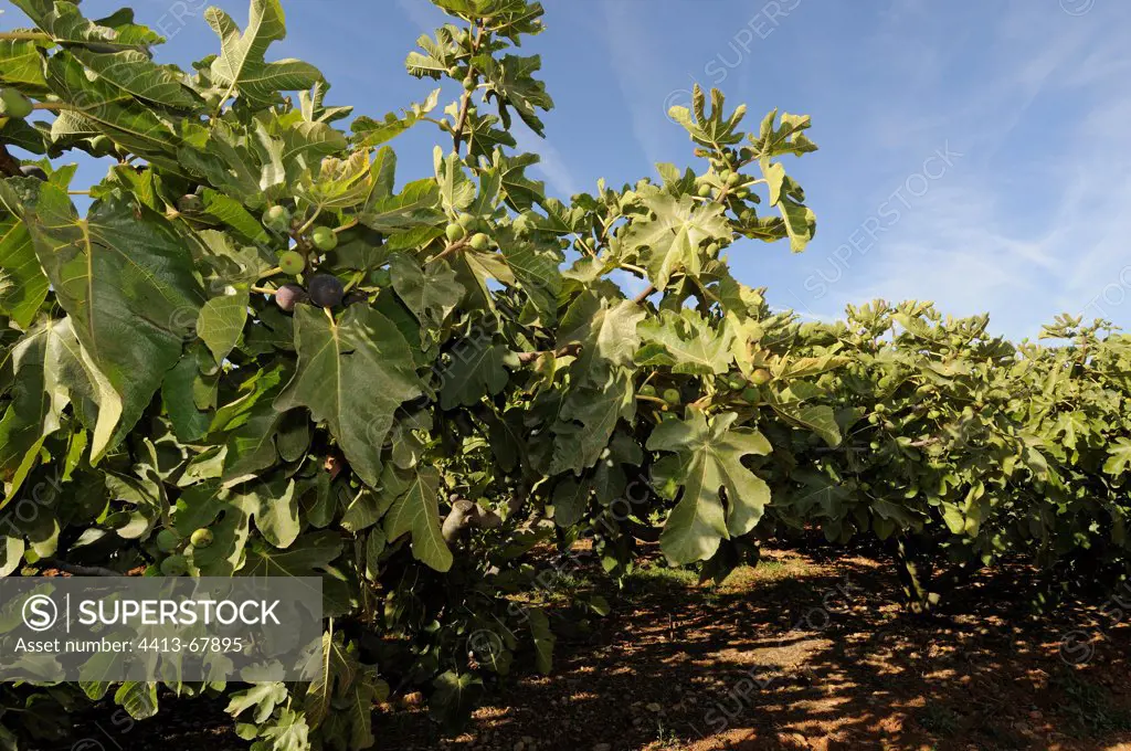 Figs tree' Violet ' or ' Boujassotte ' in September Solliès