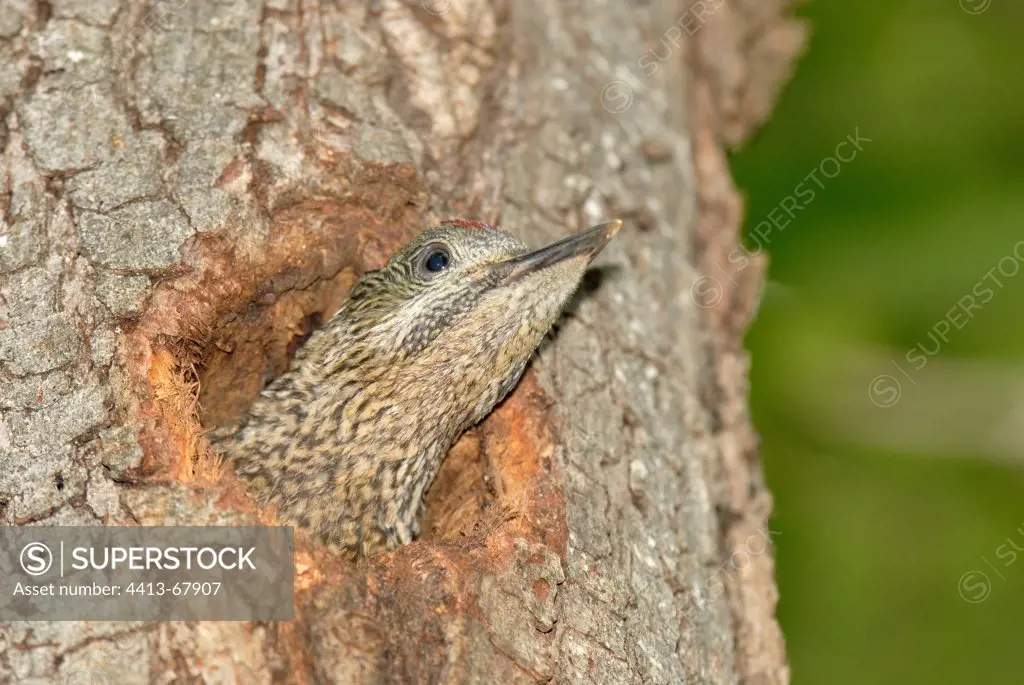 Chick of green woodpecker waiting for food at nest France