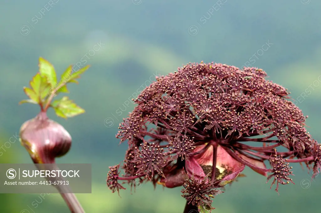 Angelica in summer Fresse-sur-Moselle