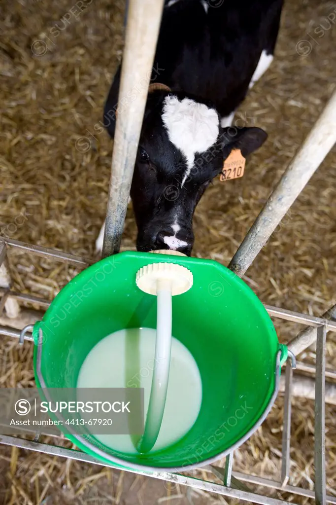 Holstein calf drinking from a nipple on a bucket of milk Italy