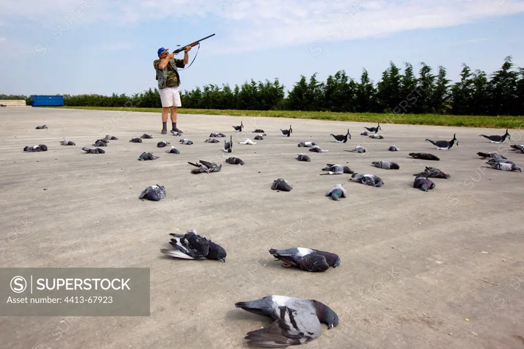 Elimination of pigeons around a breeding in Italy