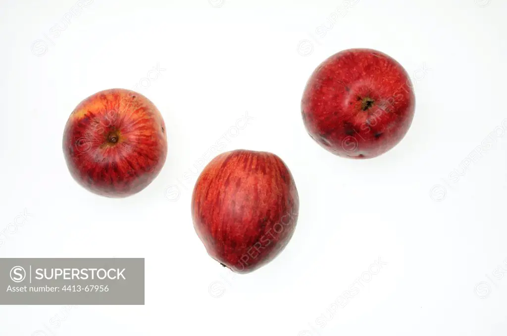 Apples 'Griotte Montbéliard' harvested in autumn