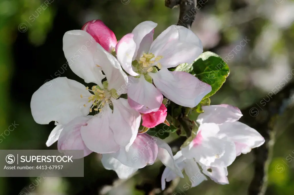 Apple tree 'Griotte de Montbéliard' in blossom