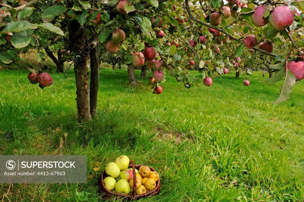 Apple tree 'Jolibois' basket and Reinette Tiuffat and lemon