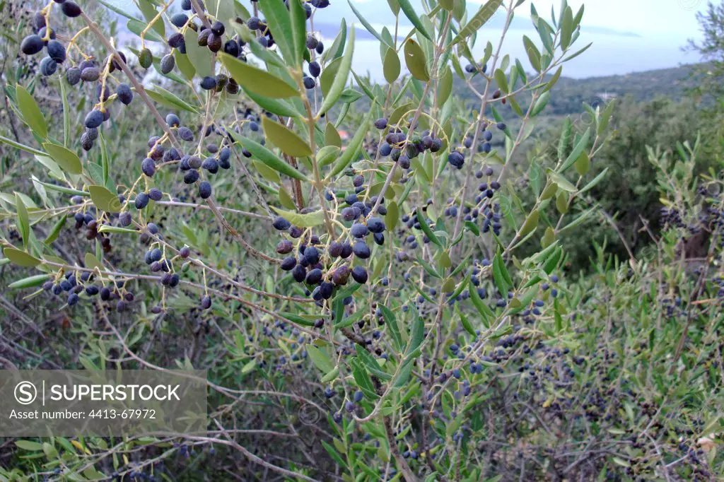 African Olive in fruits in autumn Corse du Sud France