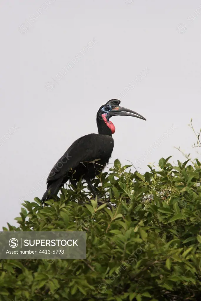 Abyssinian Ground Hornbill posed in the foliage Ethiopia