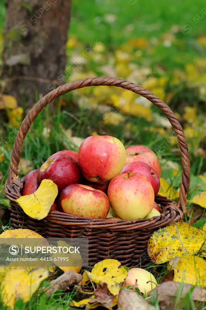 Harvesting apples in an orchard in autumn
