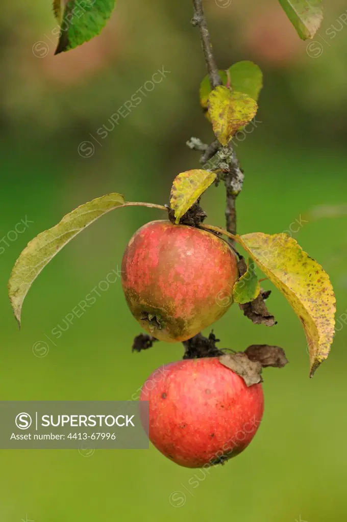 Apples 'Rayotte de Nommay' in an orchard in autumn