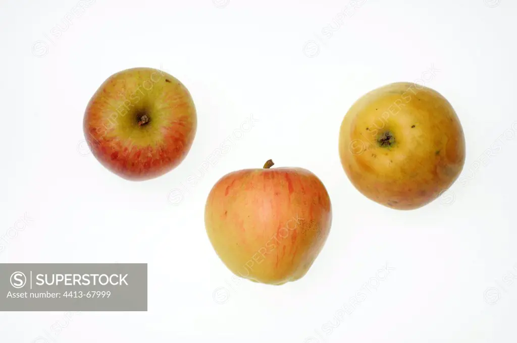 Apples 'Rayotte de Nommay'Franche-Comté