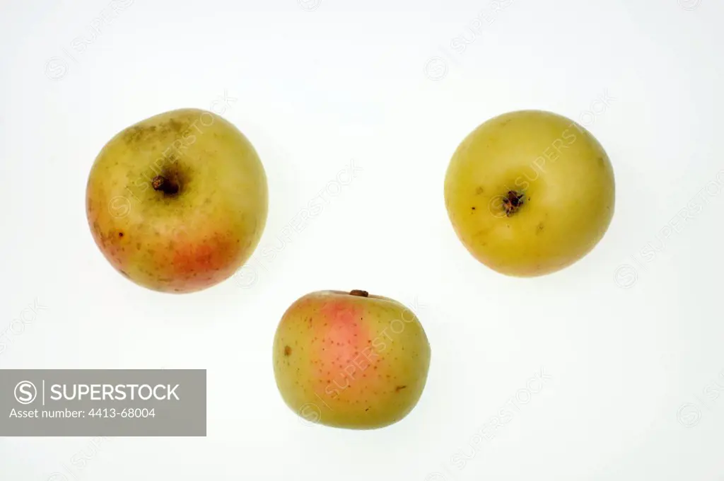 Apples 'Reinette de Savoie'