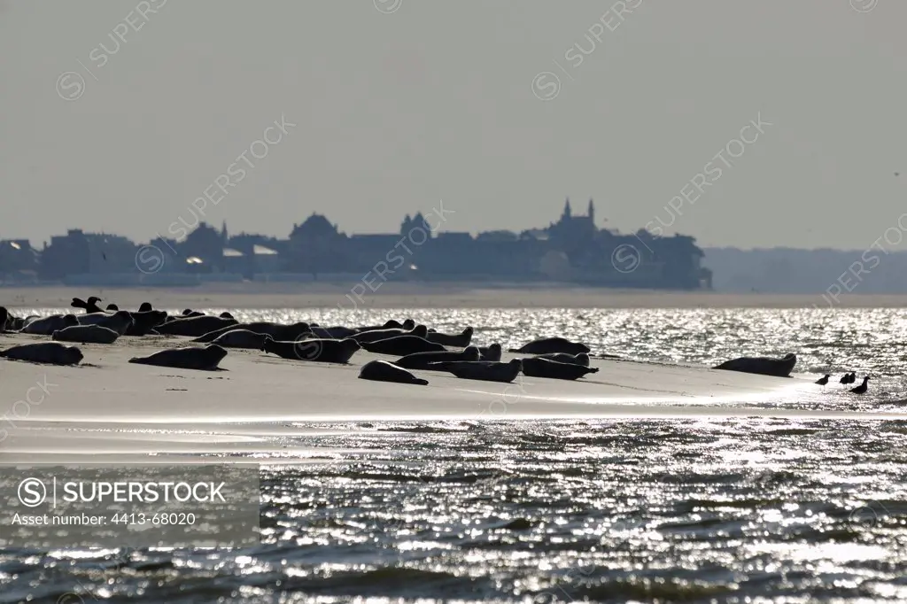 Seals in the Bay of Somme on beach