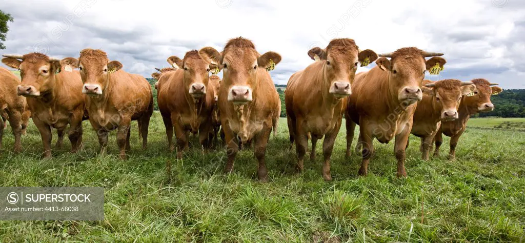 Limousine heifers in a meadow France