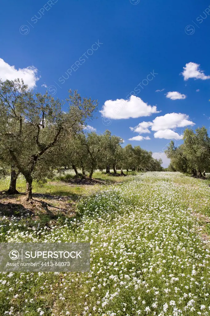 Field of Olives and spring flowers in a field