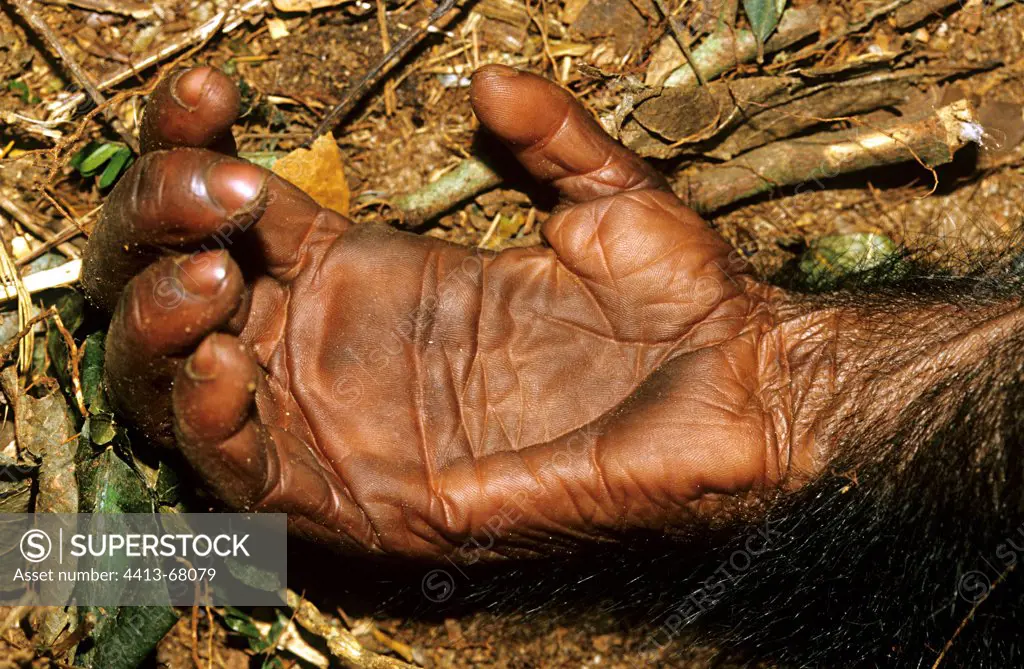 Palm of the hand of a Bonobo Republic of Congo
