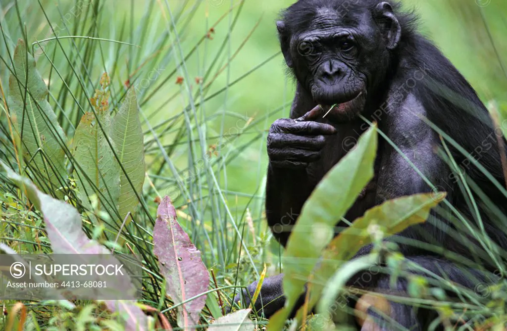 Male adult Bonobo careful around