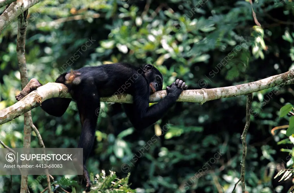 Bonobo doing a nap on a branch Congo Republic