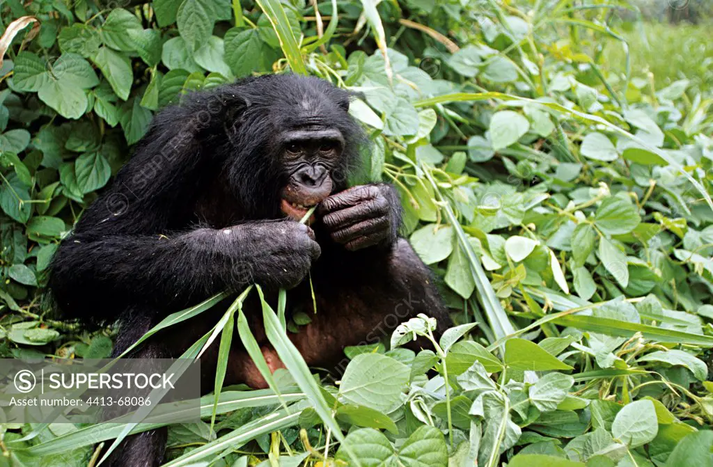 Male adult Bonobo eating leaves Republic of Congo