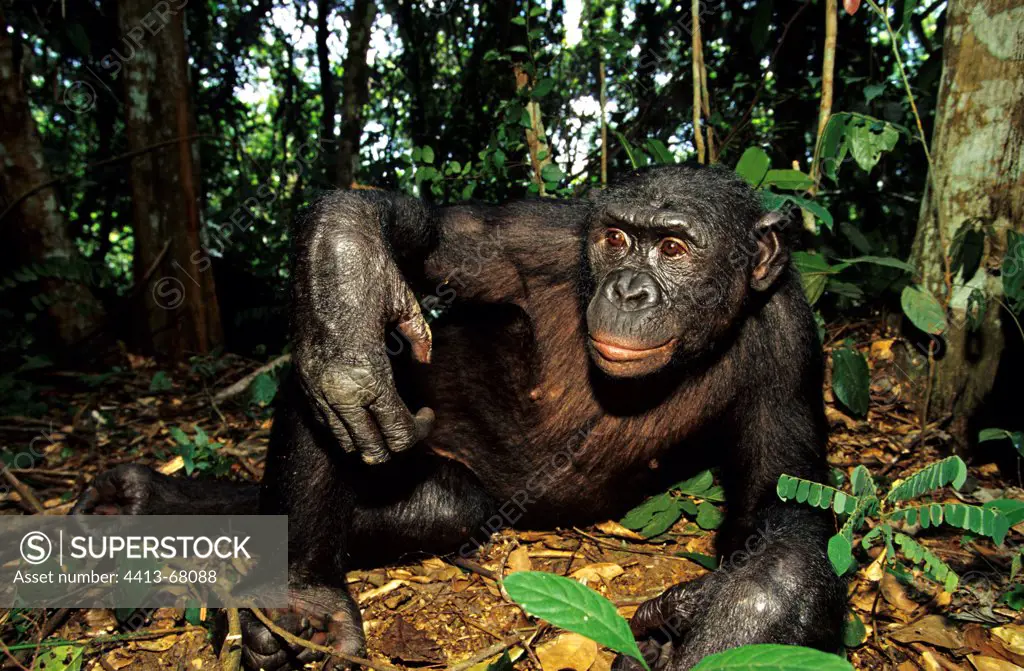 Male adult Bonobo lied down in undergrowth Republic of Congo