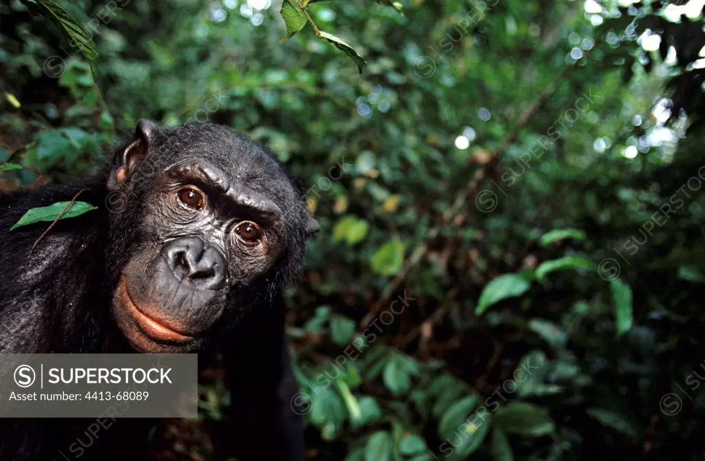 Male adult Bonobo curious Republic of Congo