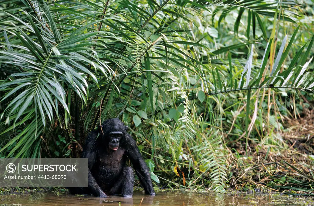 Bonobo playing in water Democratic Republic of Congo