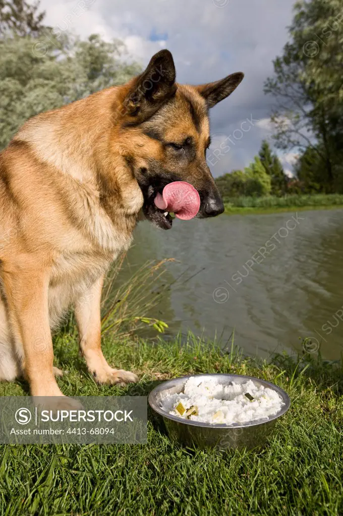 German Shepherd in front of its home-made food in the grass