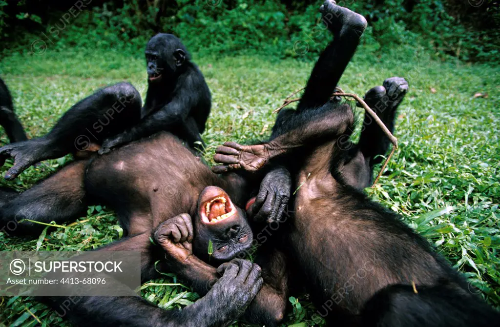 Group of Bonobos resting Democratic Republic of Congo