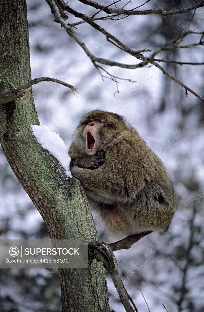 Male Barbary macaque yawning in a tree in winter Morocco