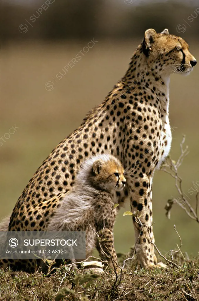 Cheetah and its young sat side by side Masai Mara Kenya