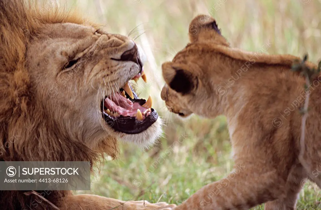 Male lion grumbling front a lion cub Masai Mara Kenya