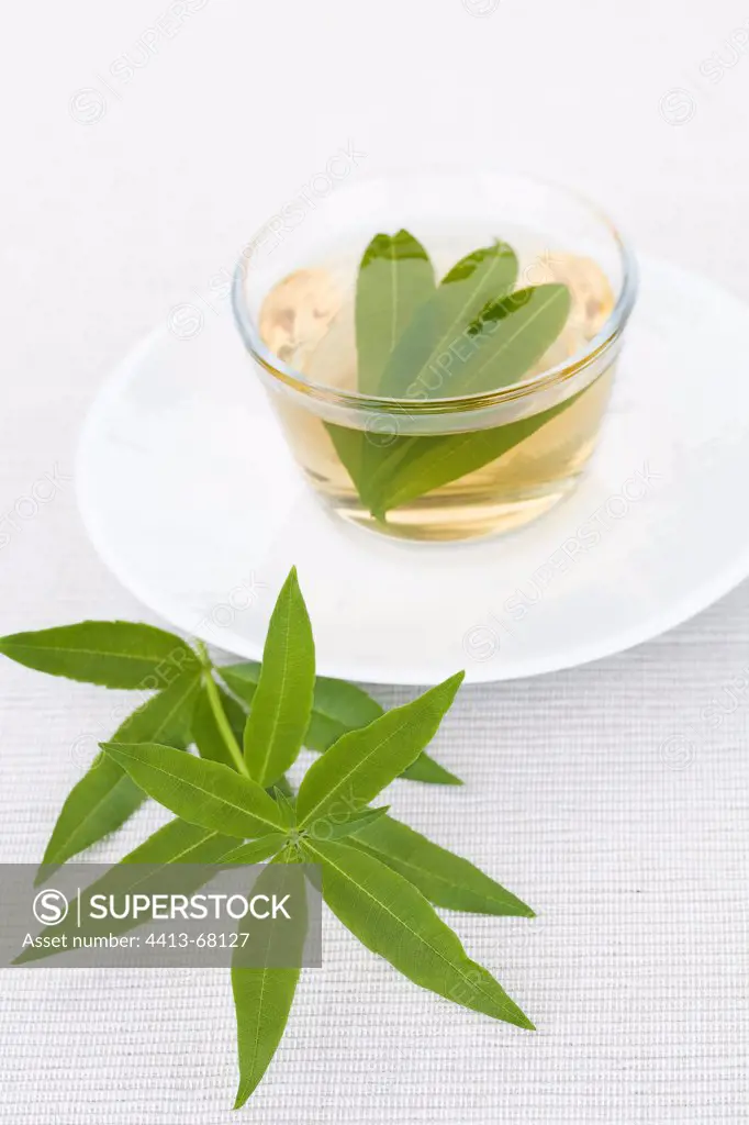 Verveine infusion into a cup and leaves Verveine