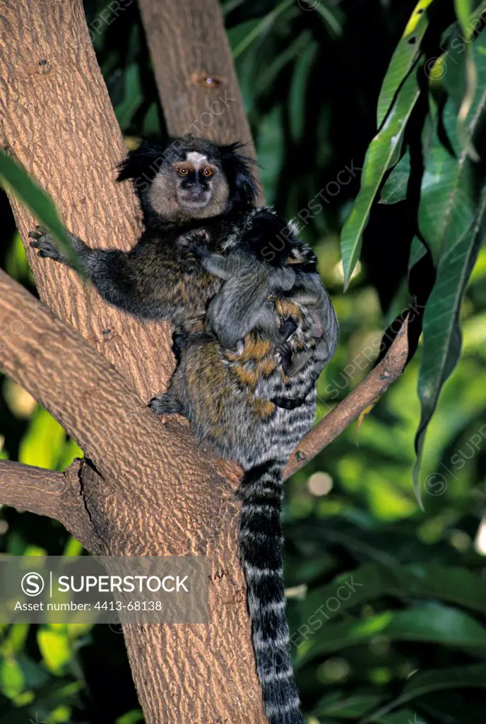 White tufted ear marmoset with its young in a tree Brazil