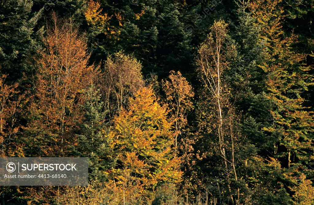 Deciduous temperate forest in autumn Vosges France
