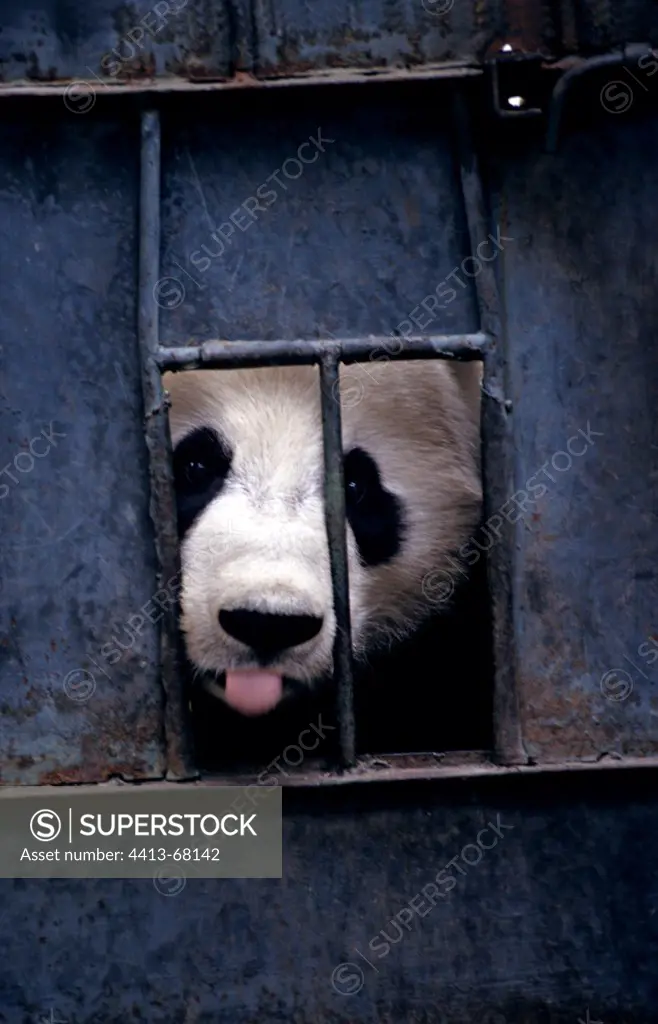 Portrait of a Giant Panda in cage Wolong Reserve China