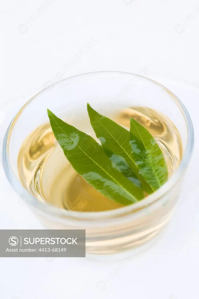 Infusion Verveine in a transparent cup