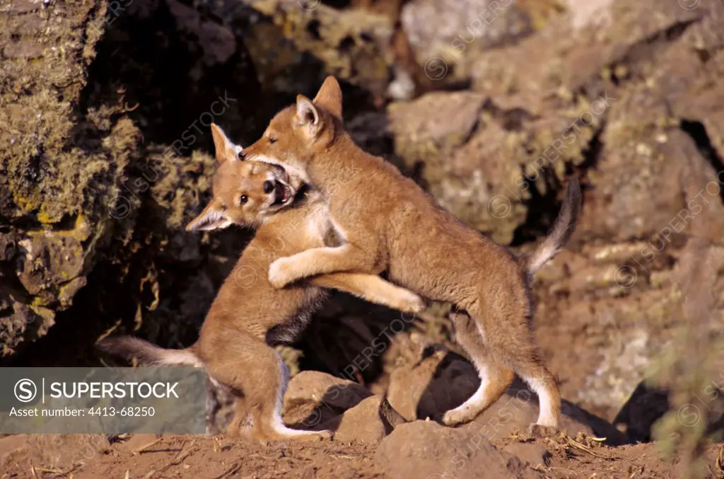 Play fighting between Simian jackal cubs Ethiopia