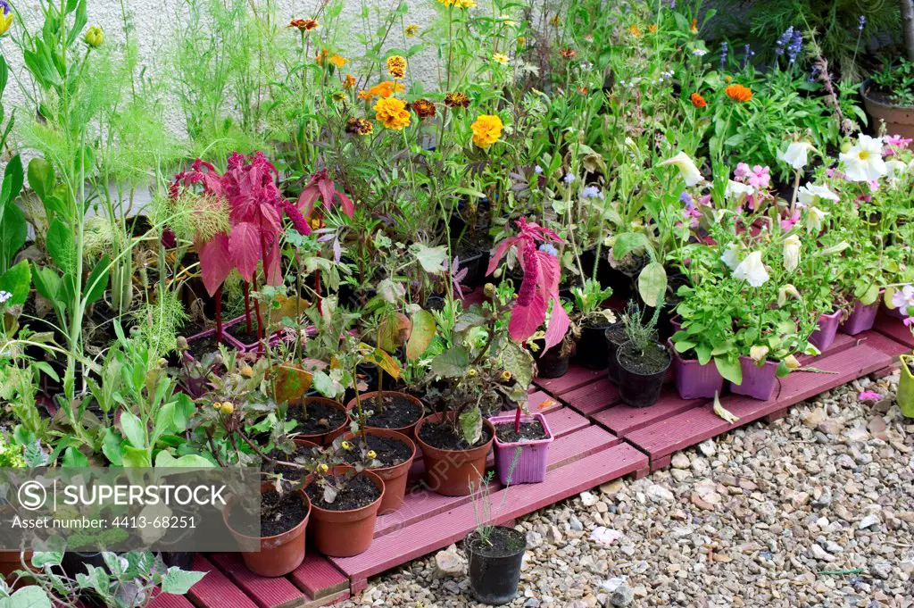 Plantation of annual plants mix in a garden