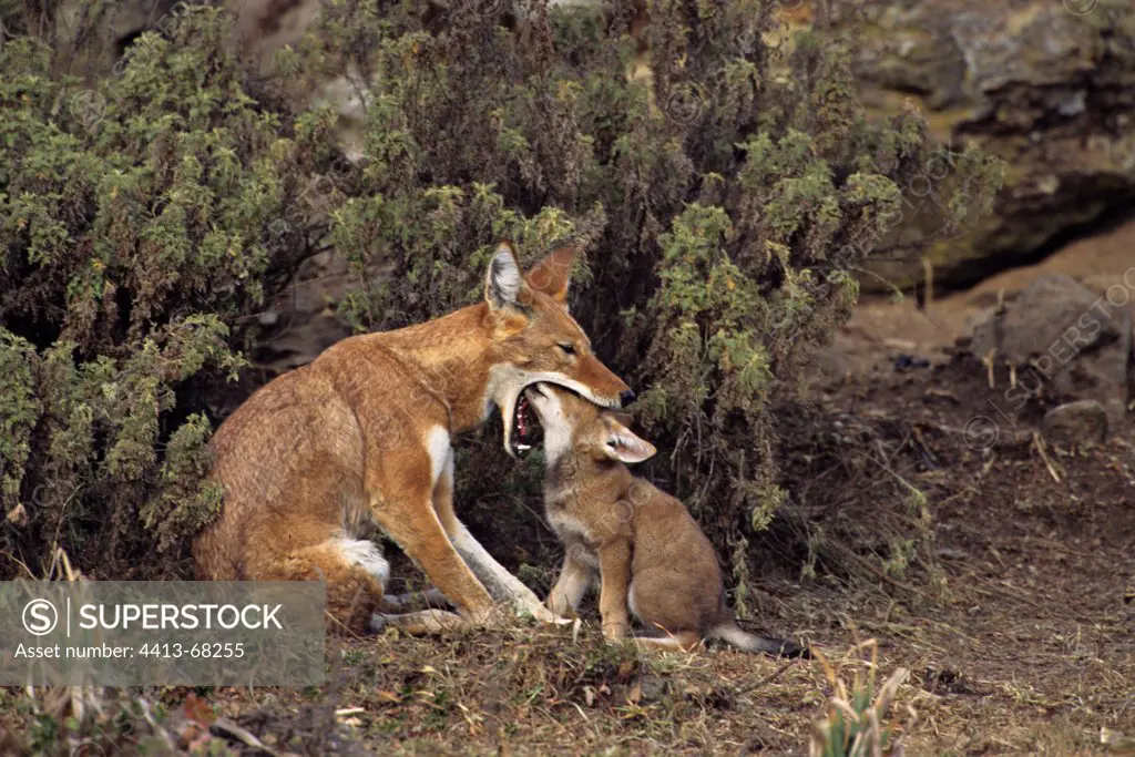 Simian jackal female feeding its cub Ethiopia