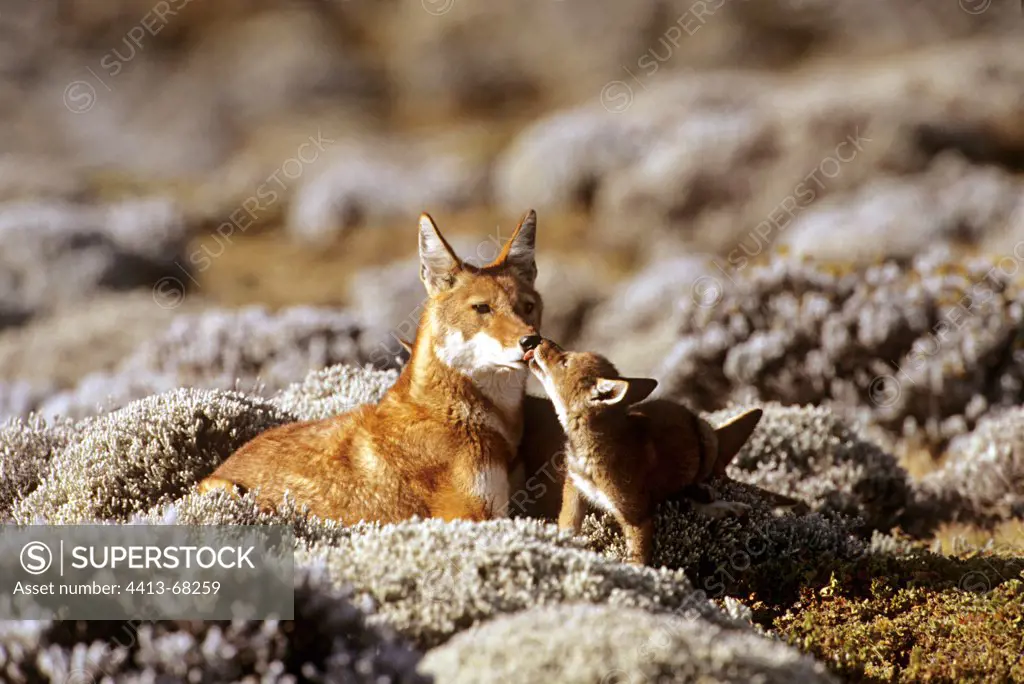 Simian jackal cub licking an adult resting Ethiopia