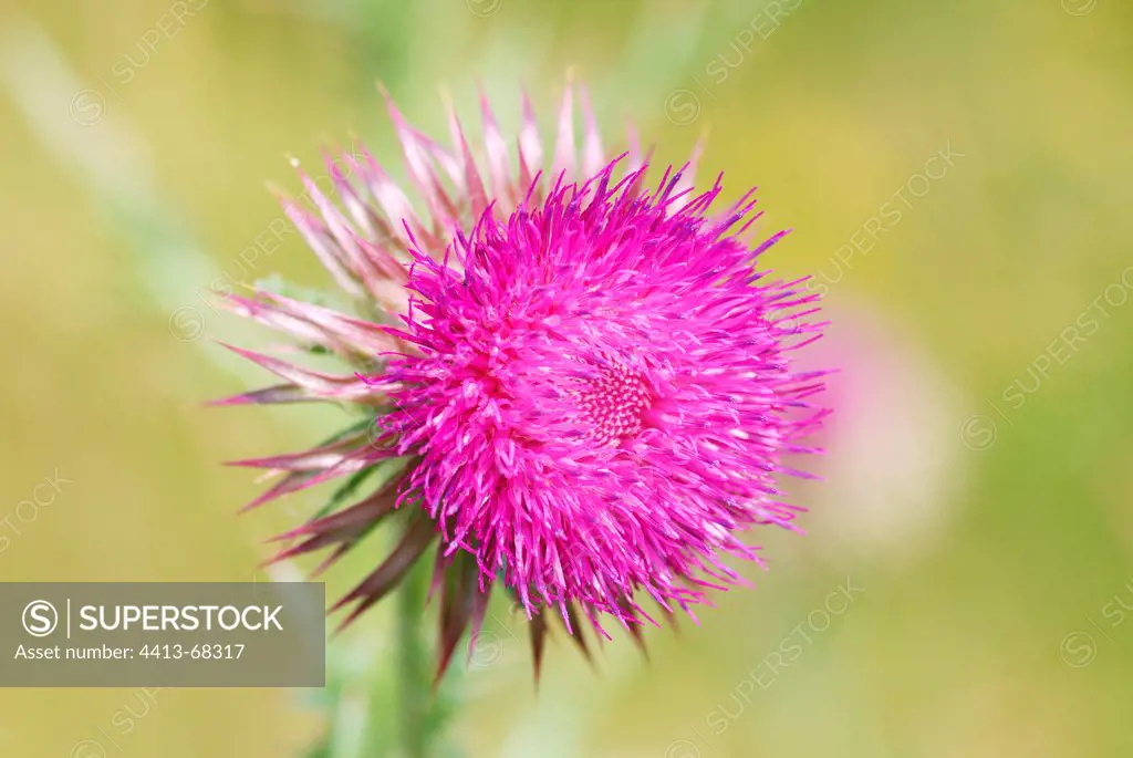 Thistle flower Auvergne France