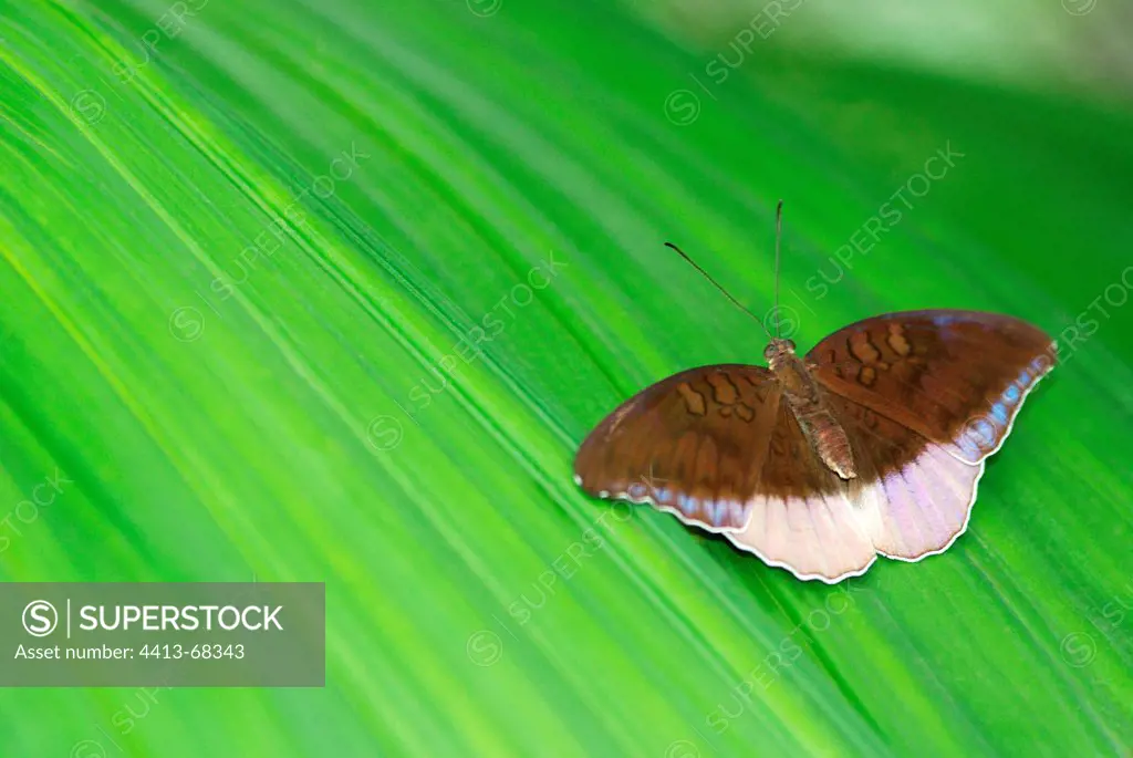 Butterfly on a leaf in a tropical greenhouse