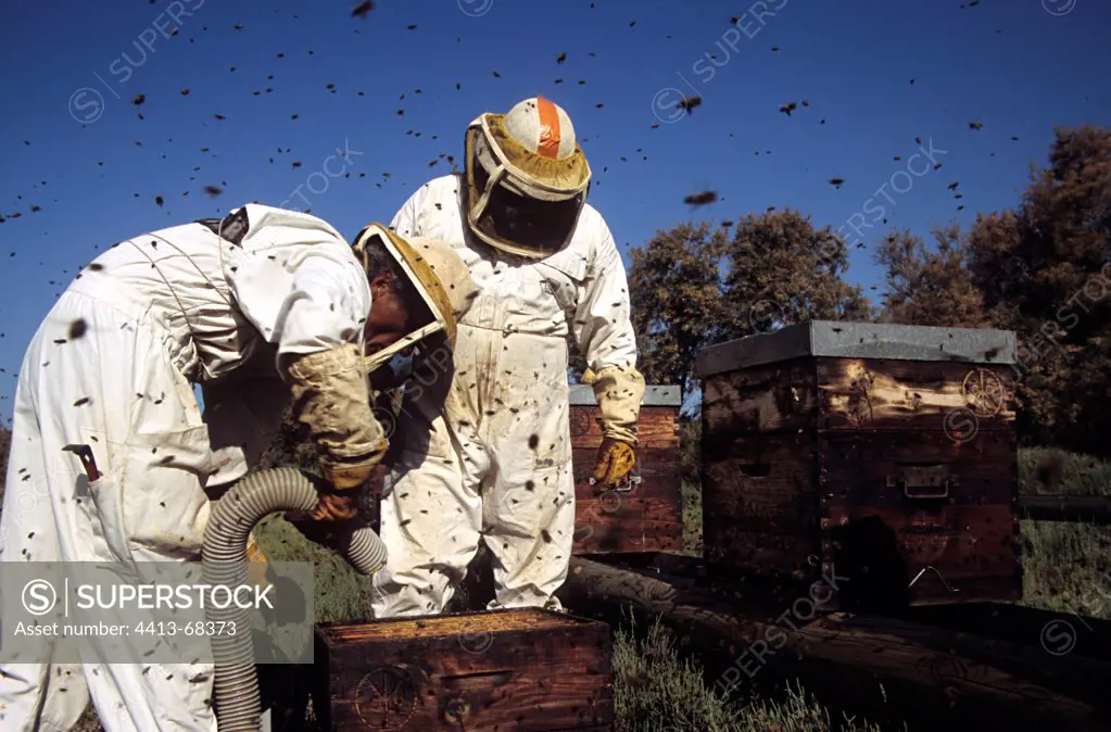 Smoky hive beekeepers