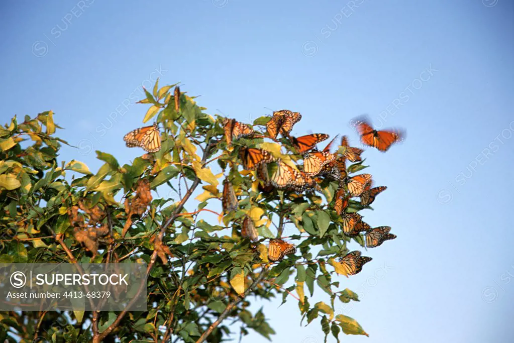 Monarchs migrating Florida USA
