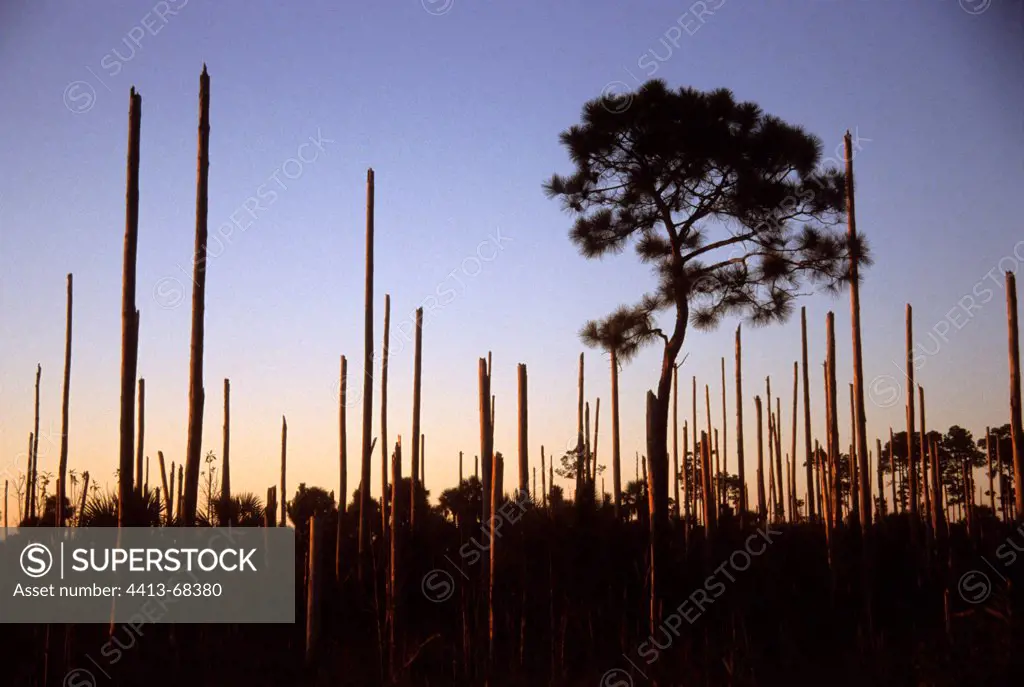 Pine forest after the passage of a tornado Florida USA
