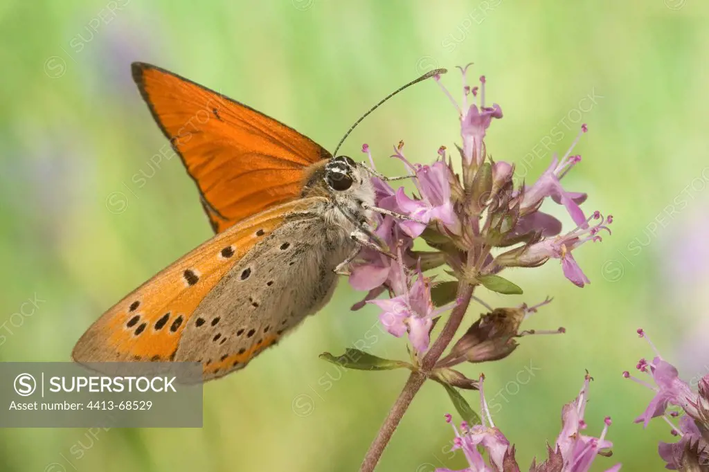 Large Copper gathering nectar on an inflorescence France