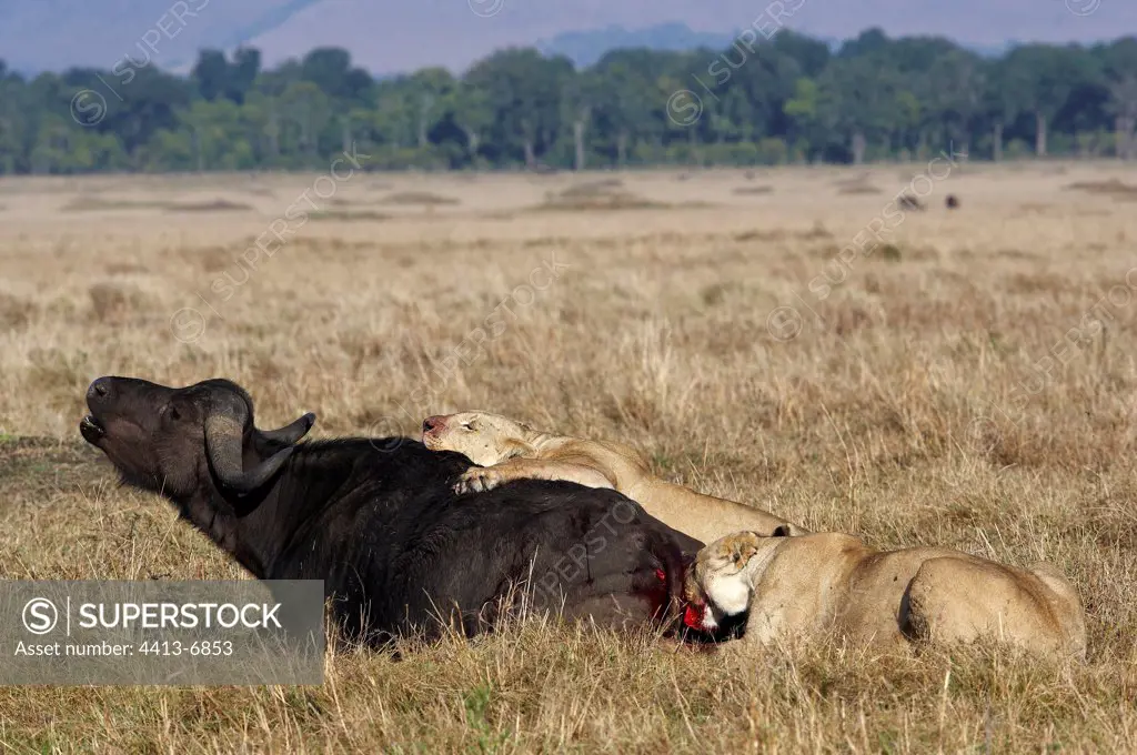 Lionesses attacking an African Buffalo Masaï Mara Kenya