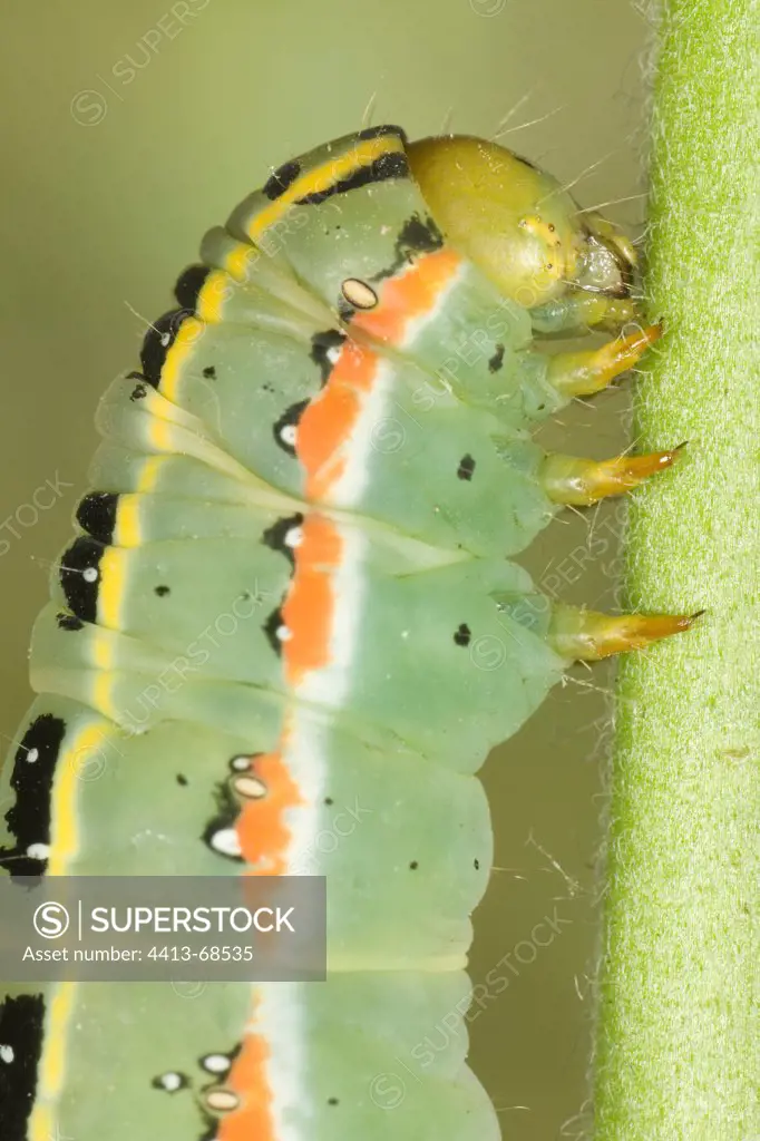 Noctuid Moth caterpillar climbing on a rod Saône-et-Loire